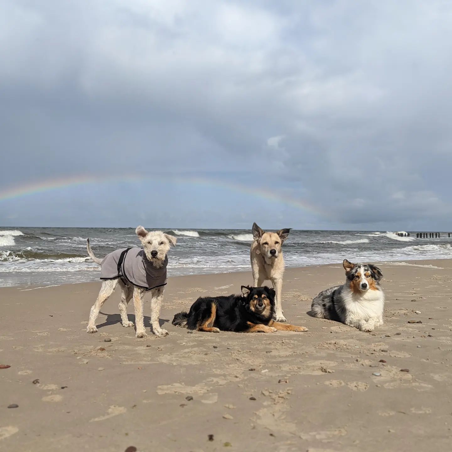 Tęczowe pieski 🌈🐕

#tęczanadmorzem #rainbowoverthesea #teczowepieski #rainbowdogs #pieskieszczęście #doghappiness #psiarodzinka #dogfamily #psiestado #dogpack #kundelkisasuper #mixbreeddogsrock #owczarekaustralijski #bluemerleaussie #zachodniopomorskie #psynadmorzem #dogsbythebay #wakacjezpsami #tripwithdogs #superpsy #superdogs