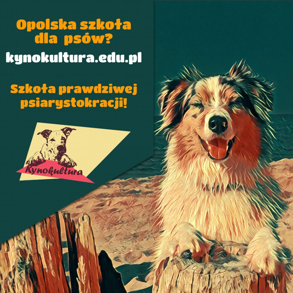 Szkoła dla psów w Opolu i województwie opolskim