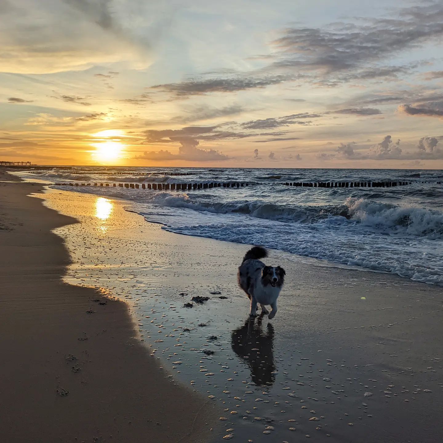 W pełnym biegu 🐕 Nie ma nic piękniejszego niż wrześniowe morze... gdy akurat nie leje jak z cebra 😅

#ginnythedog #owczarekaustralijski #australianshepherd #morze #morzebałtyckie #sea #balticsea #chłopy #zachodsloncanadmorzem #sunsetbythesea #piesnadmorzem #dogsbythebay #bałtyckaplaża #balticbeach #sunsetdog #piesozachodziesłońca #zpsemnadmorzem #seatrip #bieganiepoplaży #runningonthebeach #balticlovers #pieskiezycie #dogsarelife